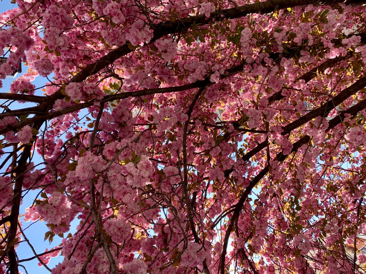 Des choses feel good à regarder pendant le confinement